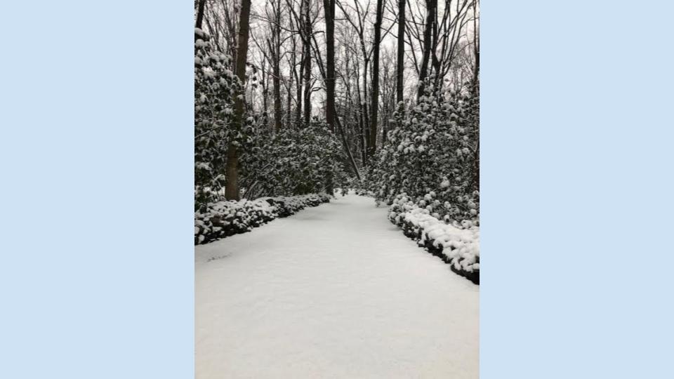 Image for Trail to tranquility at Graver Arboretum (A Muhlenberg Winter)